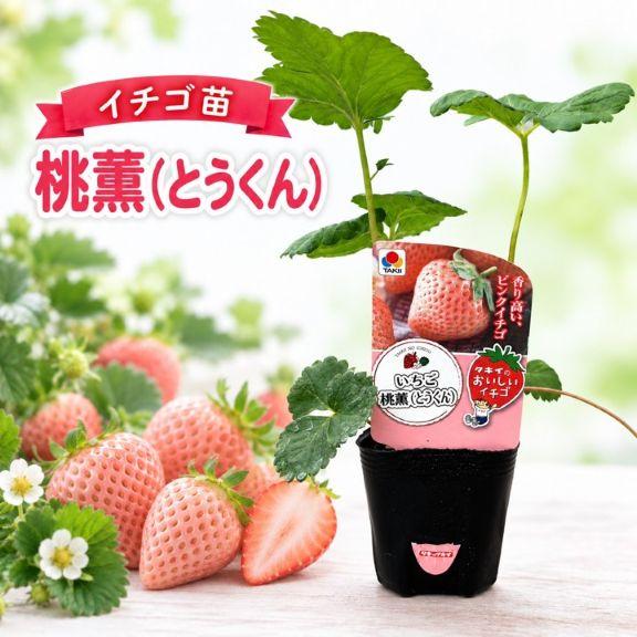 桃薫いちご苗 野菜苗 イチゴ苗「桃薫」 3寸ポット×1本（タキイ種苗）【送料込み