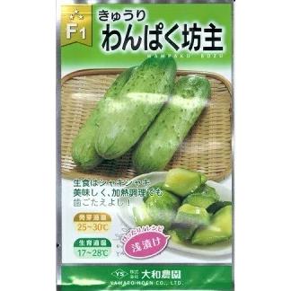 野菜種子 キュウリ「わんぱく坊主」 350粒（大和農園）【送料込み