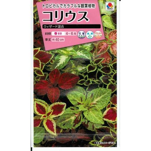 花種子 コリウス「ウィザード混合」 0.1ml（タキイ種苗）【送料込み