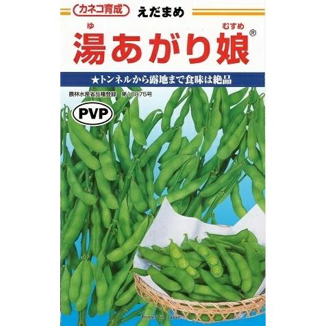 野菜種子 エダマメ「湯あがり娘」 200粒（カネコ種苗）【送料込み】 ゆあがりむすめ ユアガリムスメ 茶豆風味 枝豆 えだまめ 中早生 白毛 農林水産省登録品種（Yahoo!・鈴乃園 Yahoo!ショッピング店）