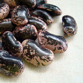 高原花豆 400g 2025年産 令和7年産 長野県産 : 豆・雑穀の専門店