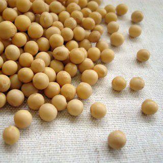 スズマル 30kg 2025年産 令和7年産 北海道産 小粒大豆 送料無料 業務用