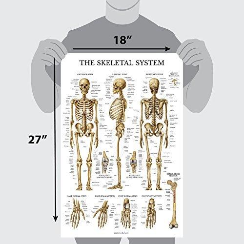2 Pack - Skeletal System Anatomical Poster + Nervous System Anatomy Chart - Laminated｜svizra-shop｜02
