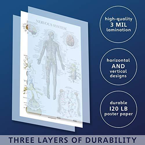 2 Pack - Skeletal System Anatomical Poster + Nervous System Anatomy Chart - Laminated｜svizra-shop｜03