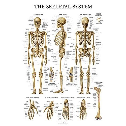 2 Pack - Skeletal System Anatomical Poster + Nervous System Anatomy Chart - Laminated｜svizra-shop｜07