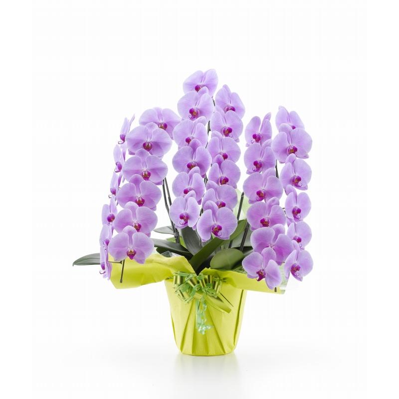 最高級のスーパー 移転祝い 記念日ギフト 昇進祝い ギフト 豪華 華やか ３６輪以上 ３本立ち 大輪 ピンク 胡蝶蘭 お祝いの贈り物として人気のピンク3本立て胡蝶蘭 引越し祝い 愛情 清純 花 鉢植え 新築祝い 生花 Kobrows Sg