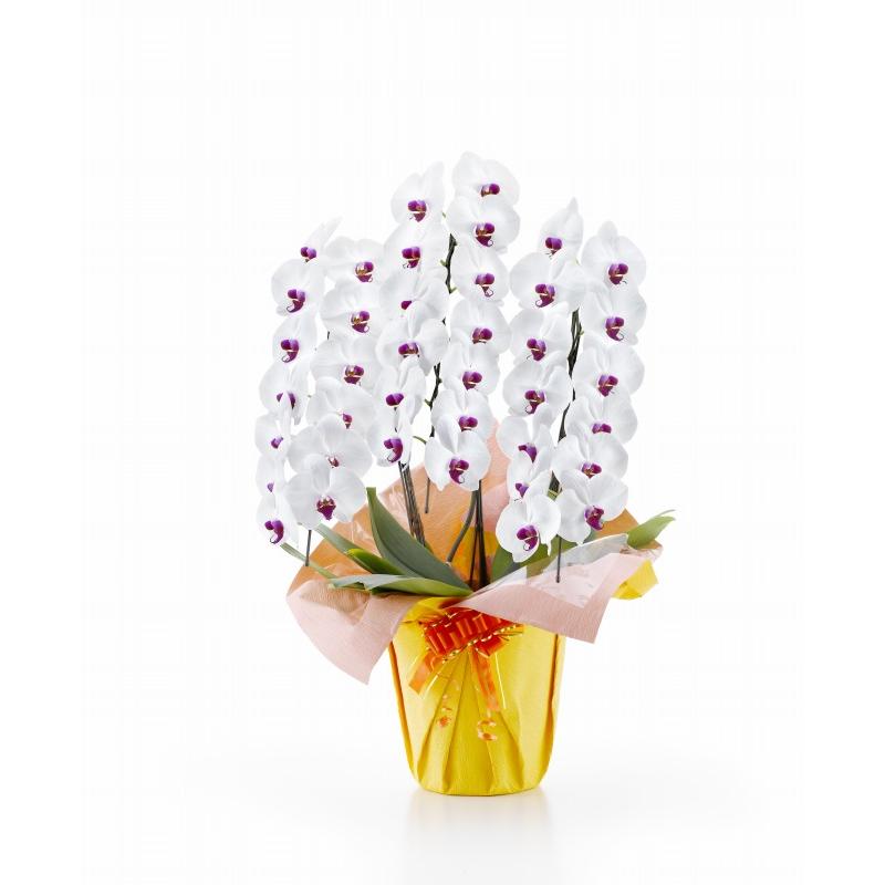 楽天カード分割 胡蝶蘭 白赤 大輪 ３本立ち ３９輪以上 可愛い 華やか メモリアルギフト 御祝い 引越祝い 新築祝い お歳暮 花 鉢植え レビューで送料無料 Www Technet 21 Org