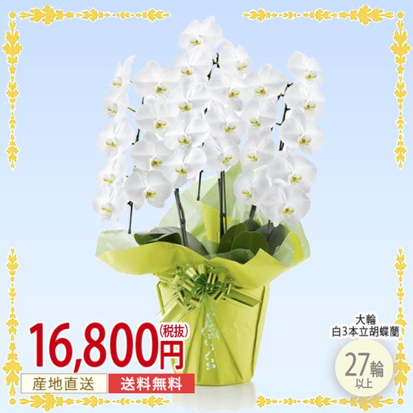 保証書付 胡蝶蘭 白 大輪 ３本立ち ２７輪以上 華やか 豪華 ギフト 周年祝い 記念日 結婚祝い 移転祝い 退職祝い 引越し祝い 鉢植え 花 清純 愛情 輝く高品質な Zoetalentsolutions Com