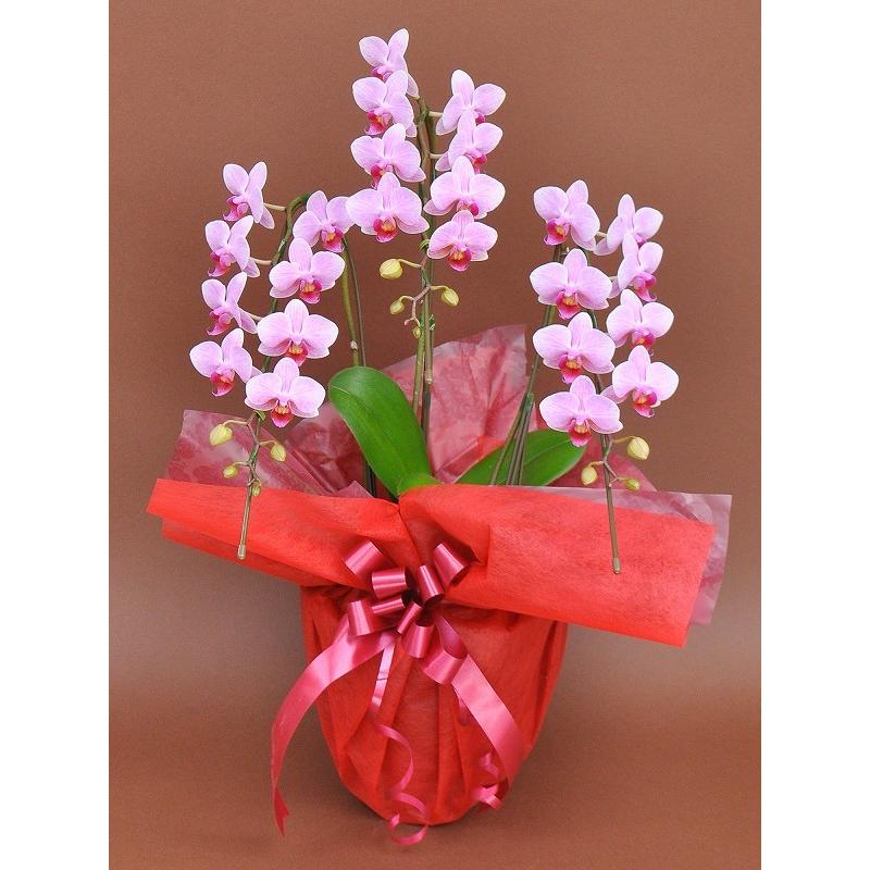 大人気 結婚記念 記念日 周年記念 贈り物 華やか ２７輪以上 ３本立ち ピンクミディ 胡蝶蘭 ピンク色がやさしい雰囲気のミディ胡蝶蘭 就任祝い 清純 愛情 花 鉢植え 新築祝い 退職祝い 生花 Cityofalamosa Org