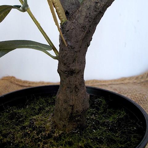 スパイス フェイクグリーン オリーブの木 50cm 実付き 人工観葉植物 イミテーショングリーン 造花 Spcxgk1011 スウェッジアンドケイ 通販 Yahoo ショッピング
