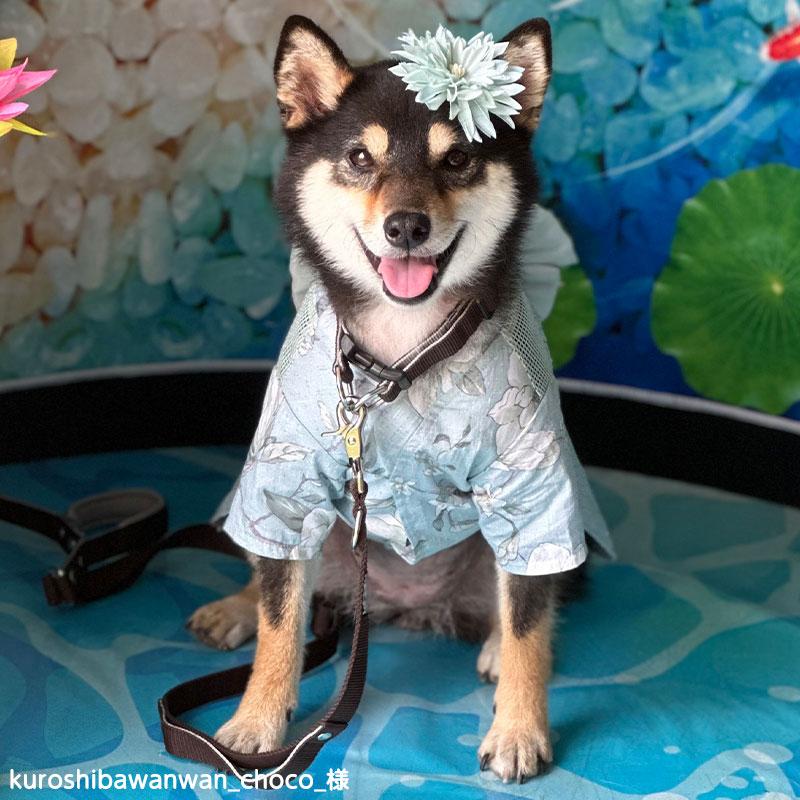 ONEKOSAMA OINUSAMA（おねこさま・おいぬさま） 犬 浴衣 散歩 服 夏