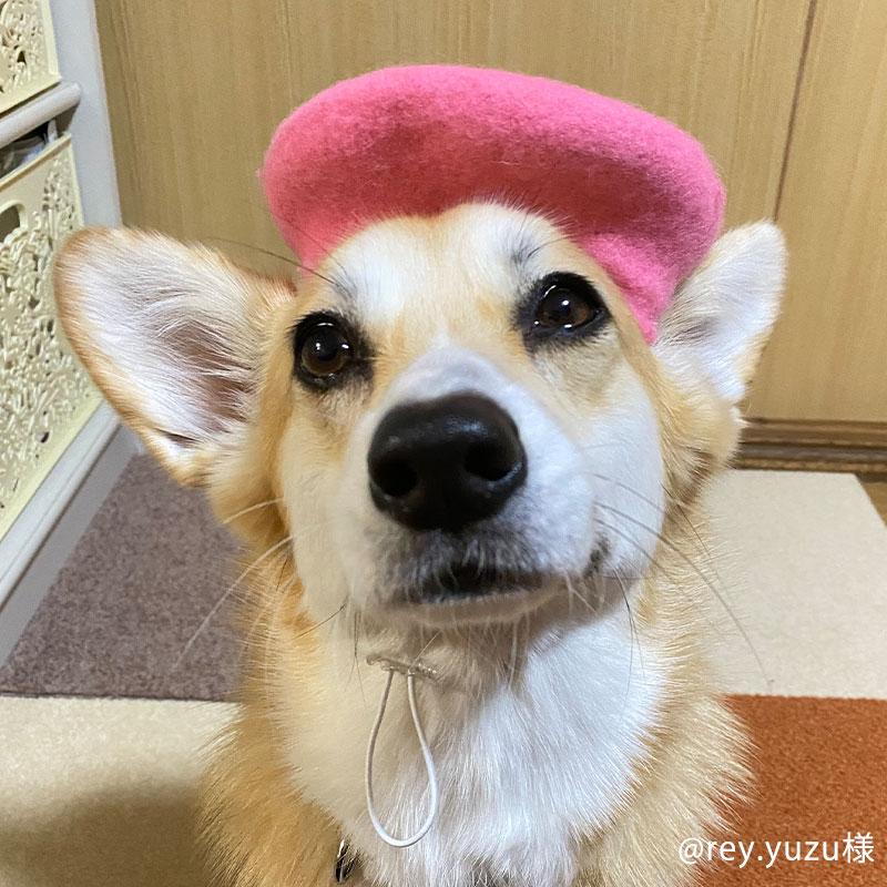 犬 猫 帽子 ベレー帽 ペット 犬グッズ 猫グッズ ペット用品 ペット帽子  記念写真 ギフト プレゼント おいぬさま おねこさま  OINUSAMA ONEKOSAMA メール便｜sweet-mommy｜14