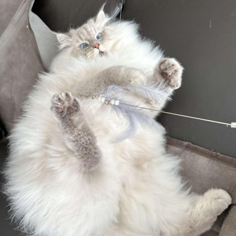 ONEKOSAMA OINUSAMA（おねこさま・おいぬさま） 猫 猫じゃらし