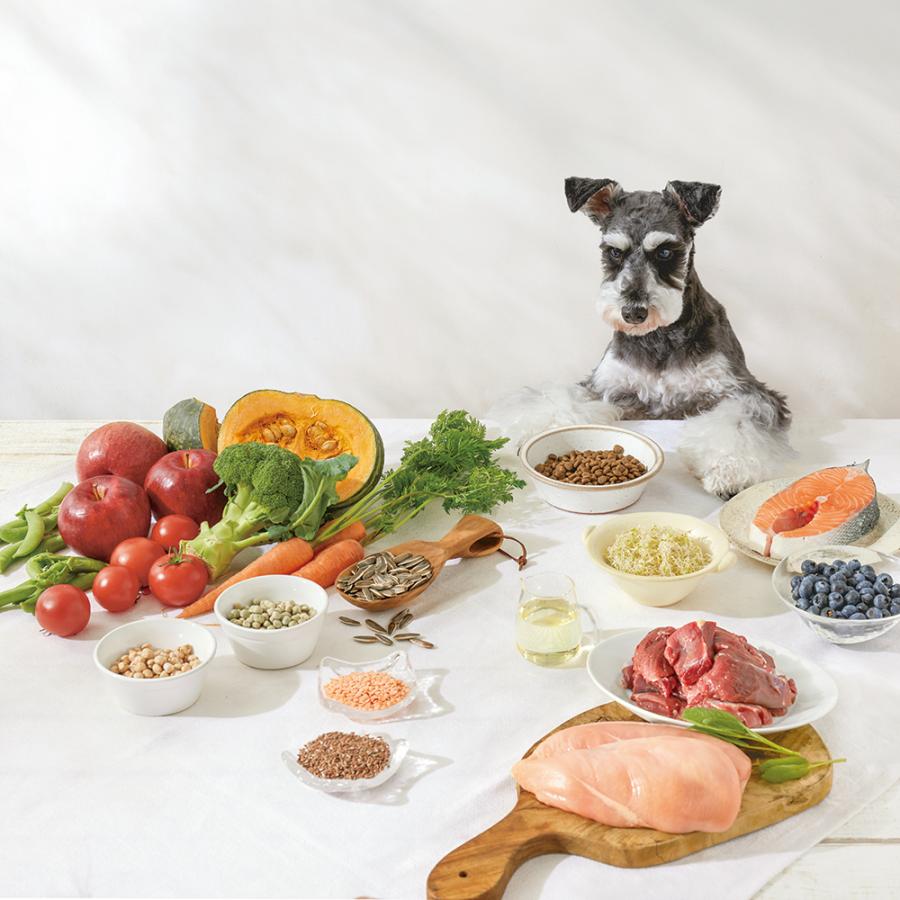 ソルビダ SOLVIDA グレインフリー チキン 室内飼育 7歳以上用 12kg (犬