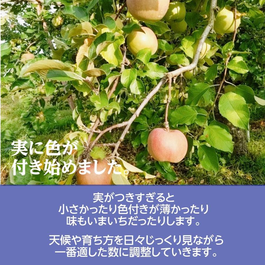 有我果樹園】りんご 大玉 5kg 12〜14個 ぐんま名月 フジ 等 贈答用 