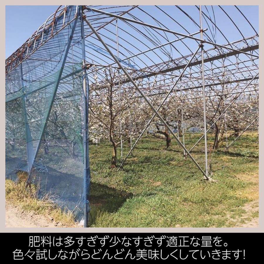有我果樹園 佐藤錦さくらんぼ 500ｇ ２ｌ 福島県須賀川市 Cherry Ariga2 にこやか産直アーケード 通販 Yahoo ショッピング