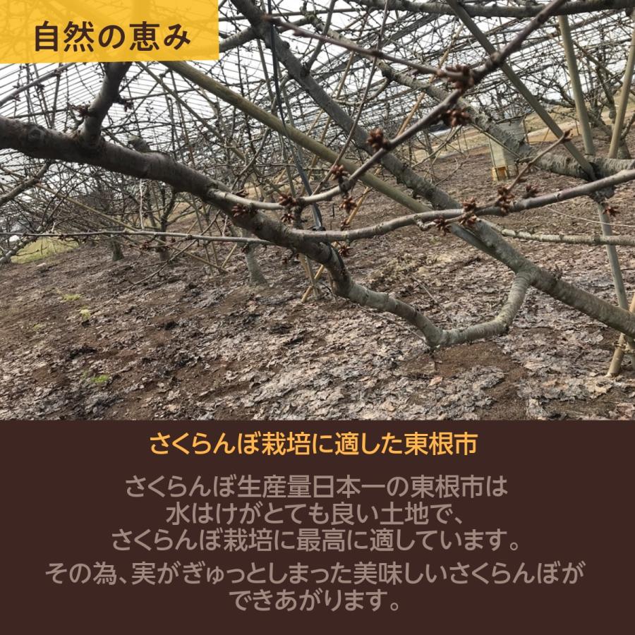 さくらんぼ 【桜桃慕庵】 佐藤錦 1kg 家庭用 M以上 山形県 東根市 《6