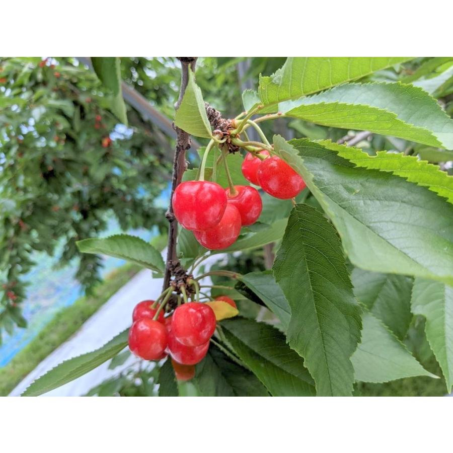 さくらんぼ 【鈴木農園】 佐藤錦 1kg L〜２L 贈答 山形県東根市 《6/中旬〜6/下旬の出荷》 |  | 10