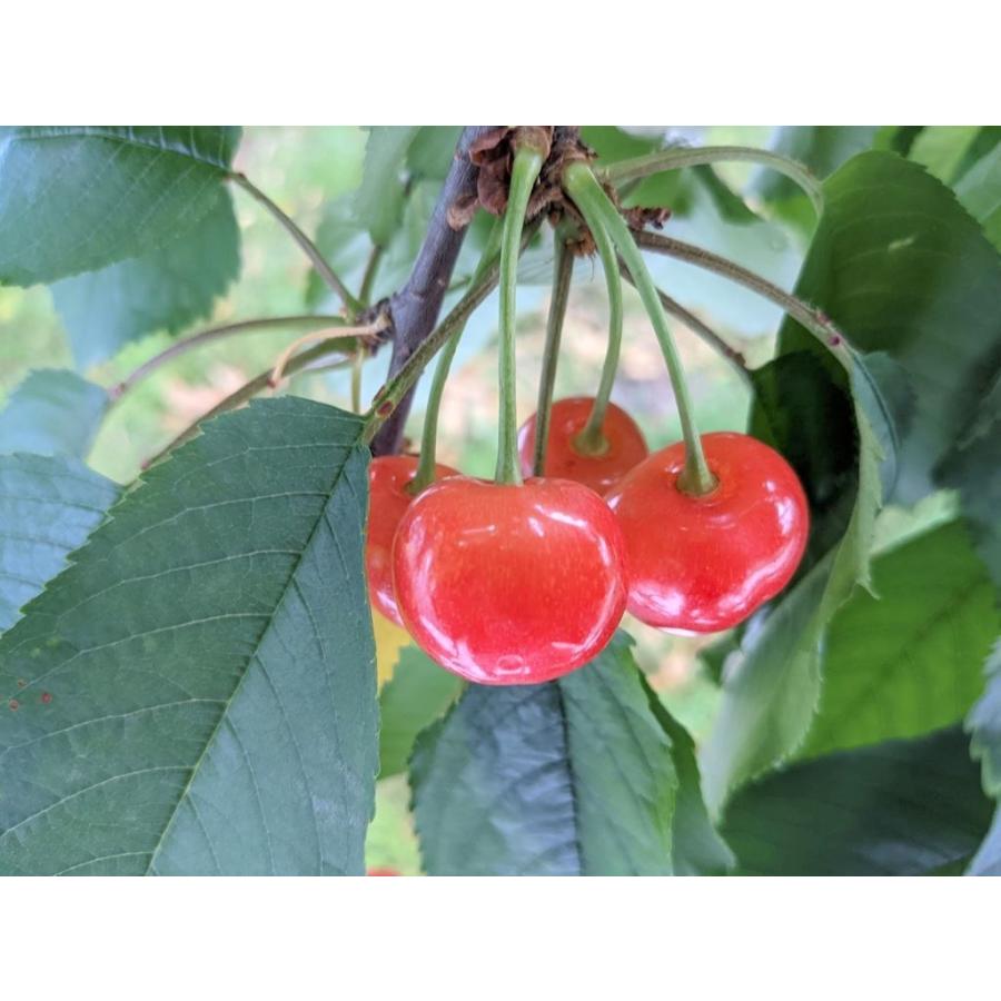 さくらんぼ 【鈴木農園】 佐藤錦 1kg L〜２L 贈答 山形県東根市 《6/中旬〜6/下旬の出荷》 |  | 11