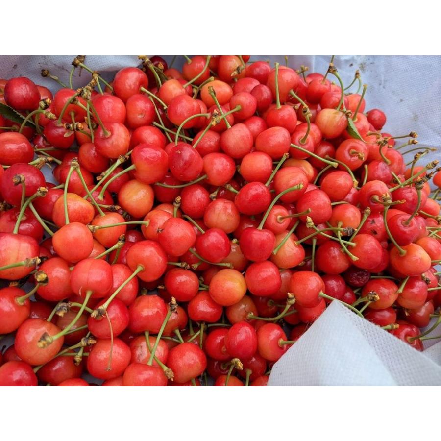 さくらんぼ 【鈴木農園】 佐藤錦 1kg L〜２L 贈答 山形県東根市 《6/中旬〜6/下旬の出荷》 |  | 12