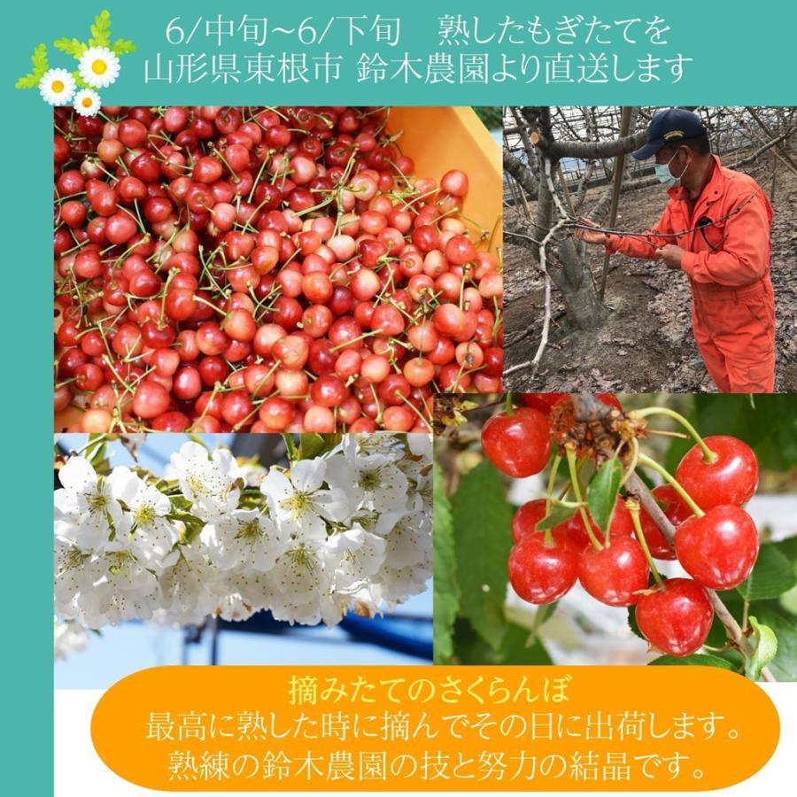 さくらんぼ 【鈴木農園】 佐藤錦 1kg L〜２L 贈答 山形県東根市 《6/中旬〜6/下旬の出荷》 |  | 13