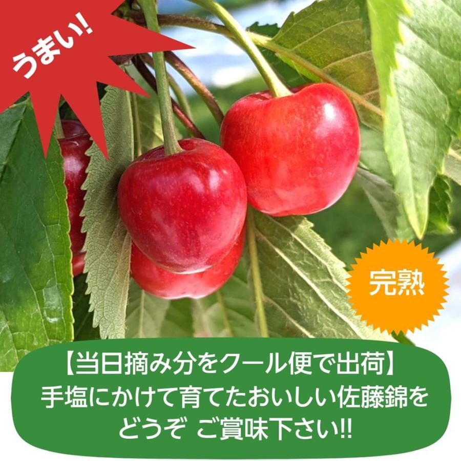 さくらんぼ 【鈴木農園】 佐藤錦 1kg L〜２L 贈答 山形県東根市 《6/中旬〜6/下旬の出荷》 |  | 14