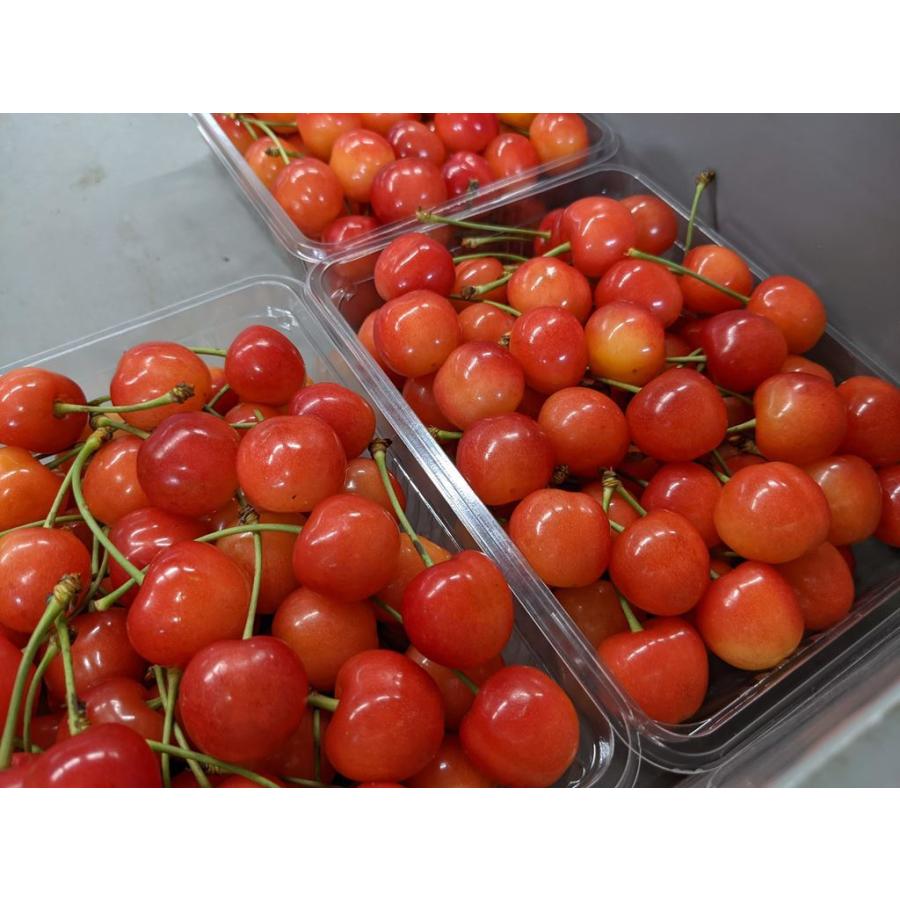 さくらんぼ 【鈴木農園】 佐藤錦 1kg L〜2L 贈答 山形県東根市 《6