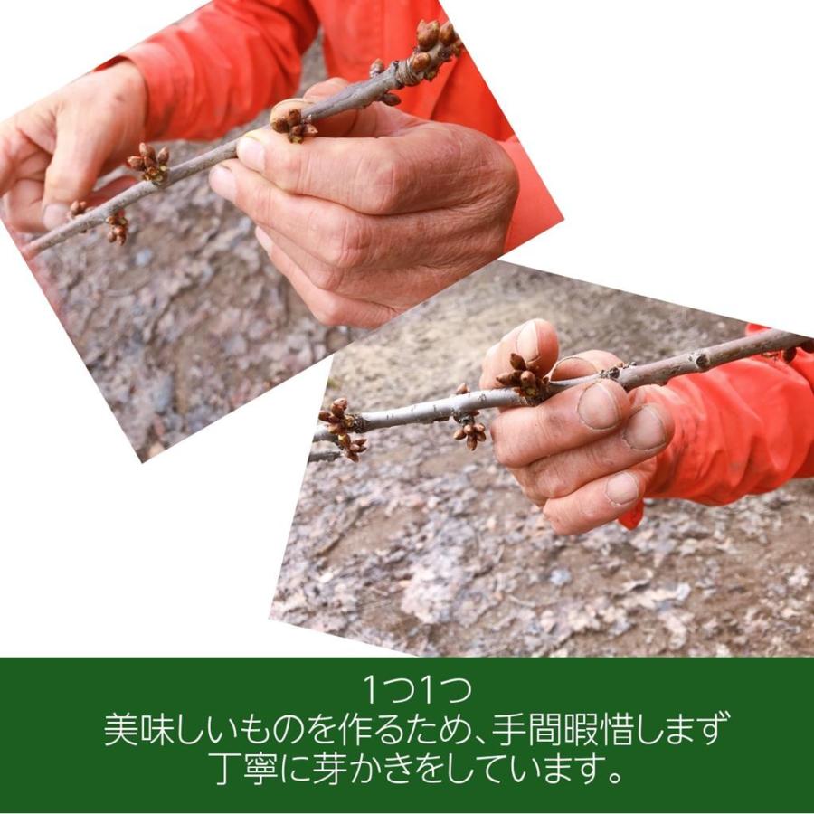 さくらんぼ 【鈴木農園】 佐藤錦 1kg L〜２L 贈答 山形県東根市 《6/中旬〜6/下旬の出荷》 |  | 02