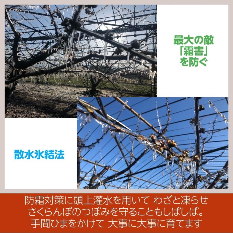 さくらんぼ 【鈴木農園】 佐藤錦 1kg L〜２L 贈答 山形県東根市 《6/中旬〜6/下旬の出荷》 |  | 05