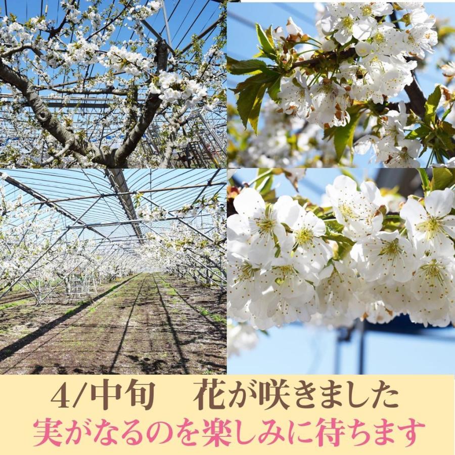 さくらんぼ 【鈴木農園】 佐藤錦 1kg L〜２L 贈答 山形県東根市 《6/中旬〜6/下旬の出荷》 |  | 06