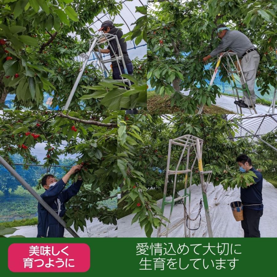 さくらんぼ 【鈴木農園】 佐藤錦 1kg L〜２L 贈答 山形県東根市 《6/中旬〜6/下旬の出荷》 |  | 08