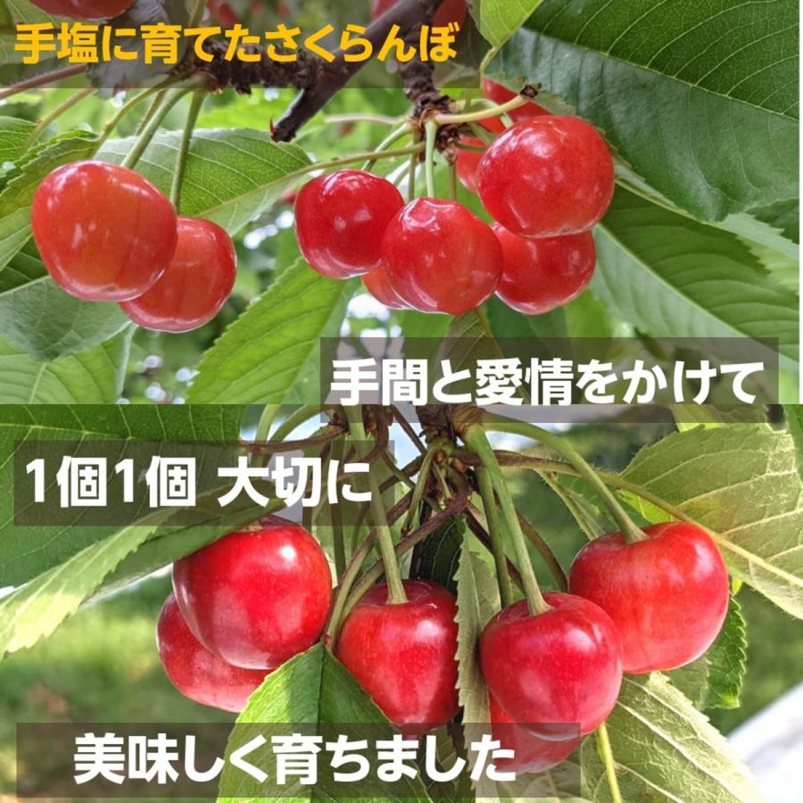 さくらんぼ 【鈴木農園】 佐藤錦 1kg L〜２L 贈答 山形県東根市 《6/中旬〜6/下旬の出荷》 |  | 09
