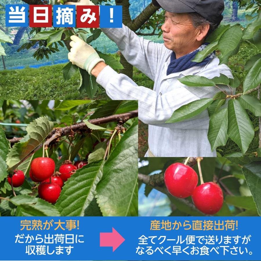 山形限定 さくらんぼゆきお ☆おまけ付き☆ ゆきお さくらんぼ 雪の