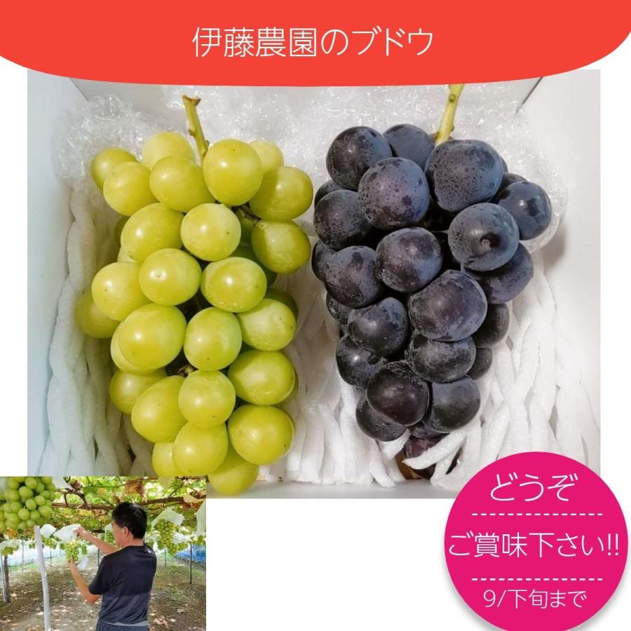 ぶどう 【伊藤農園】 葡萄 シャインマスカット ピオーネ 約1.5kg 2