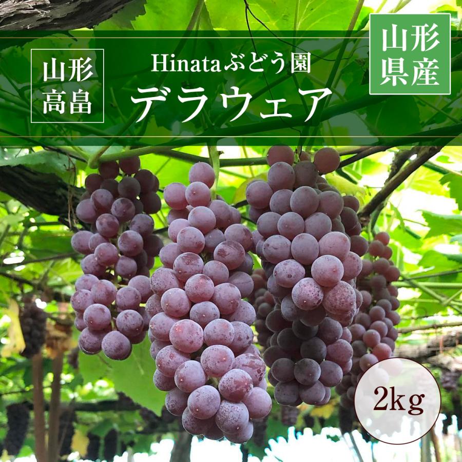 ぶどう 【Hinataぶどう園】 デラウェア 2kg L~2L 12〜16房 山形