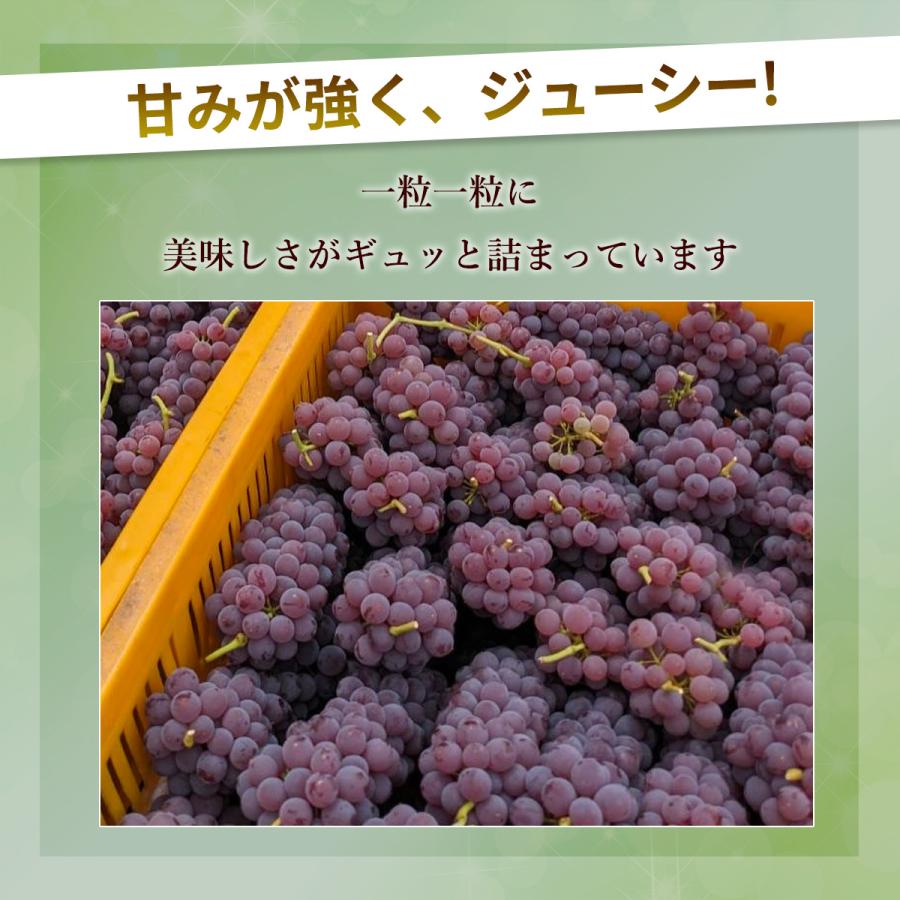 ぶどう 【Hinataぶどう園】 デラウェア 2kg L~2L 12〜16房 山形