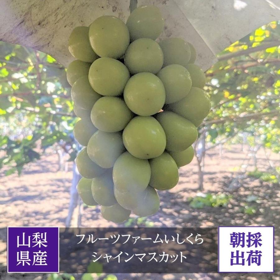 ぶどう 【フルーツファームいしくら】 葡萄 シャインマスカット 3房 大房 2kg 高糖度 山梨県《8/10日頃〜8/中旬より出荷》