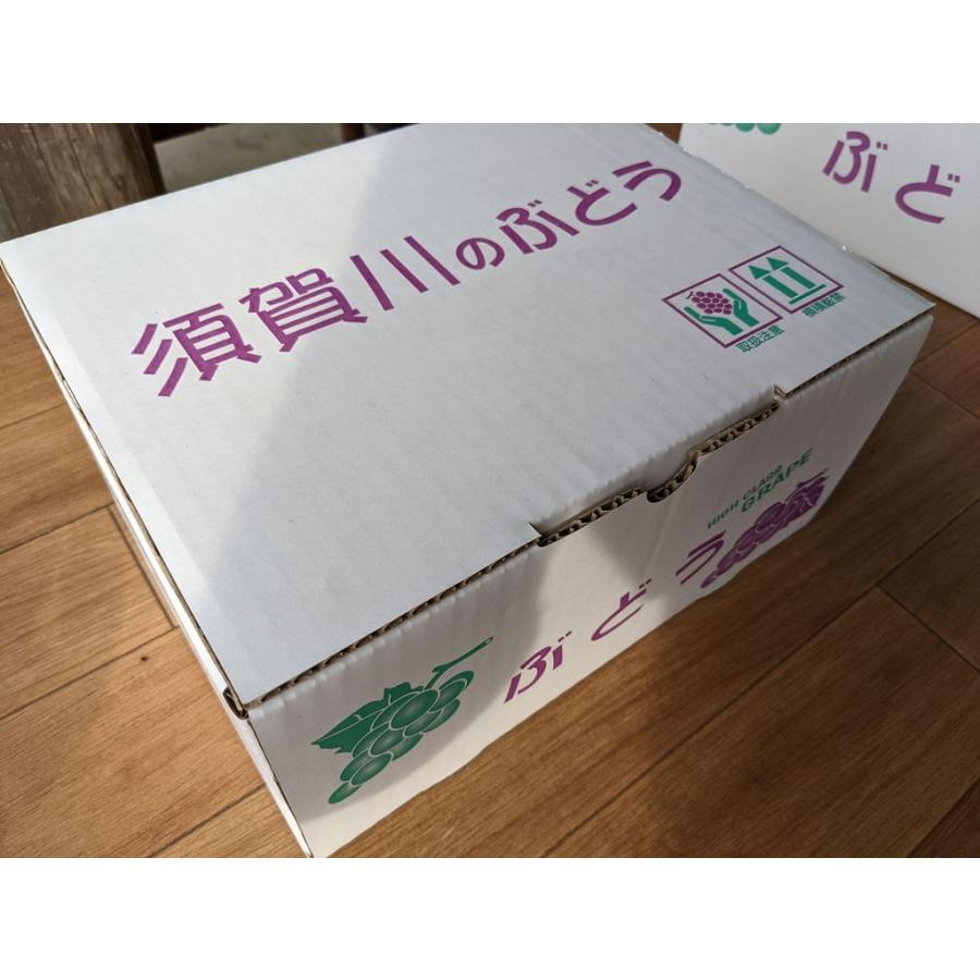 ぶどう 【佐藤果樹園】 あづましずく 1.5kg 2〜4房 贈答用 福島県