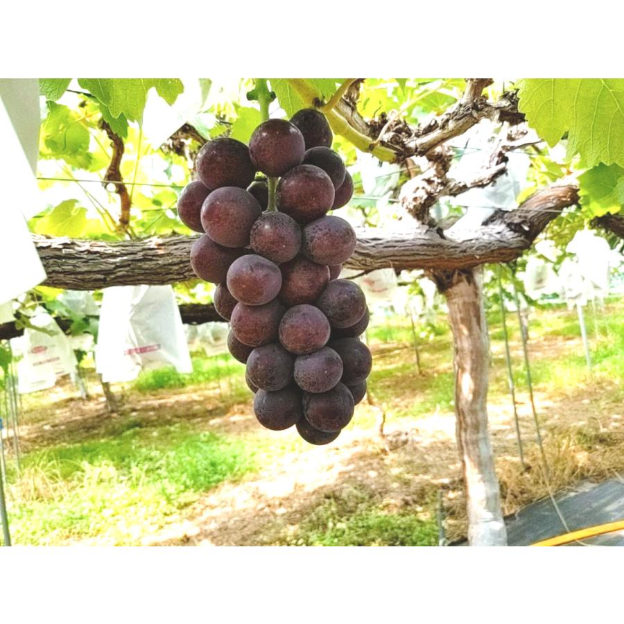 あずましずく　角田 あづましずく ｜ ぶどう（葡萄／ブドウ） 品種の特徴 食べ方 選び方