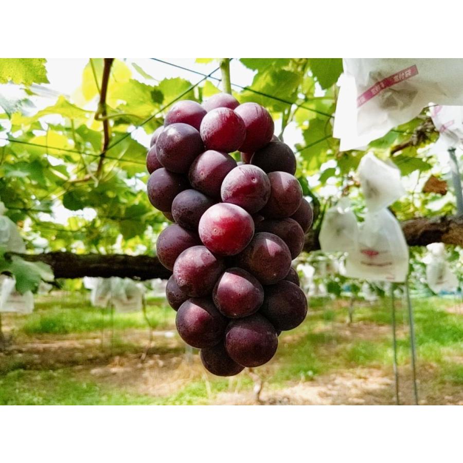 ぶどうあじ様 リクエスト 4点 まとめ商品 ぶどう 【佐藤果樹園】 あづましずく 1.5kg 2〜4房 贈答用 福島