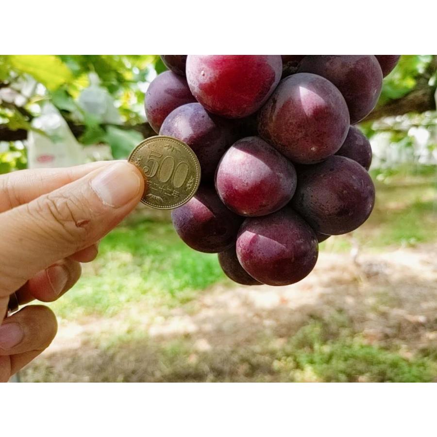 ぶどう 【佐藤果樹園】 あづましずく 1.5kg 2〜4房 贈答用 福島県