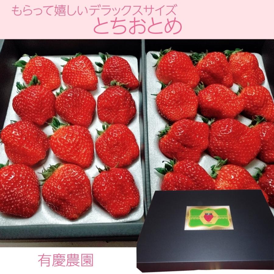 いちご 【有慶農園】 とちおとめ デラックス 3L〜4L 大玉24〜30粒（12