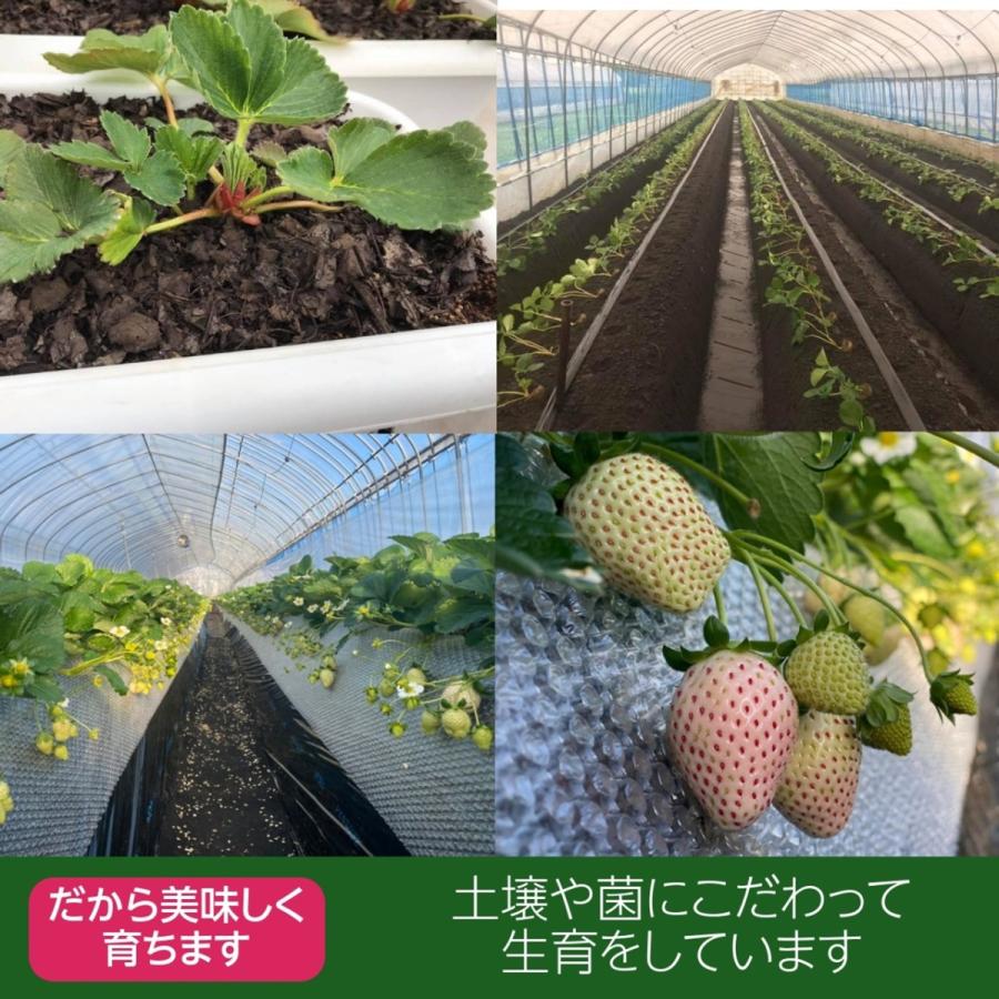 いちご 【小野崎農園】 とちあいか 平パック14〜20粒（大玉7〜10個×2パック）約600g　栃木県｜sweetjuicyparadise｜04