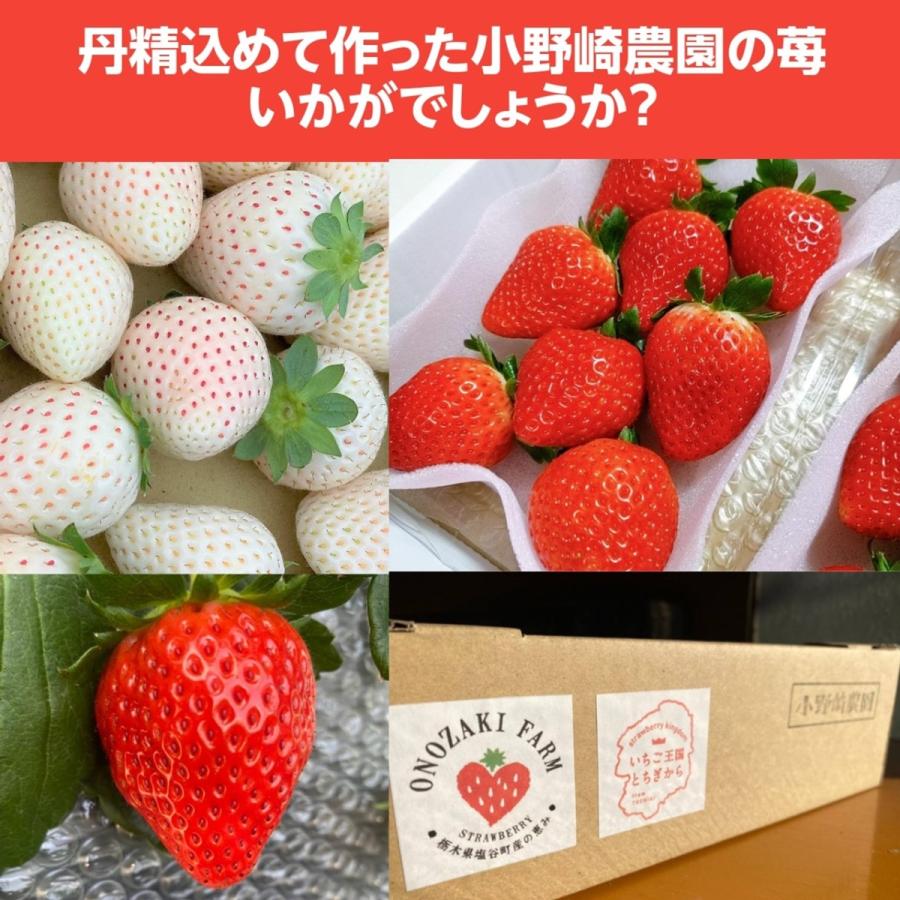 いちご 【小野崎農園】 とちあいか 平パック14〜20粒（大玉7〜10個×2パック）約600g　栃木県｜sweetjuicyparadise｜10