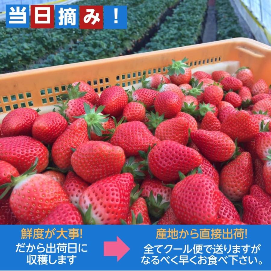 いちご 【小野崎農園】 とちあいか 大玉 Aサイズ 280g 8〜12粒 いちご 【小野崎農園】 とちあいか 大玉 Aサイズ 280g 8〜12粒
