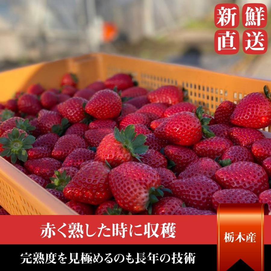 いちご 【小野崎農園】 とちあいか 大玉 Aサイズ 280g 8〜12粒 いちご 【小野崎農園】 とちあいか 大玉 Aサイズ 280g 8〜12粒