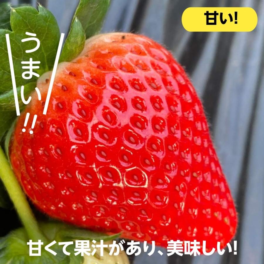 いちご 【小野崎農園】 とちあいか 大玉 Aサイズ 280g 8〜12粒 いちご 【小野崎農園】 とちあいか 大玉 Aサイズ 280g 8〜12粒