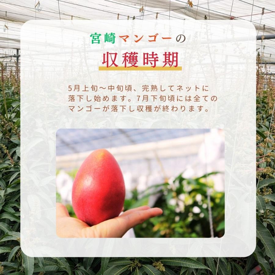 マンゴー 【緒方果樹園】 完熟マンゴー 特大 5〜6L 1個 600g以上 贈答