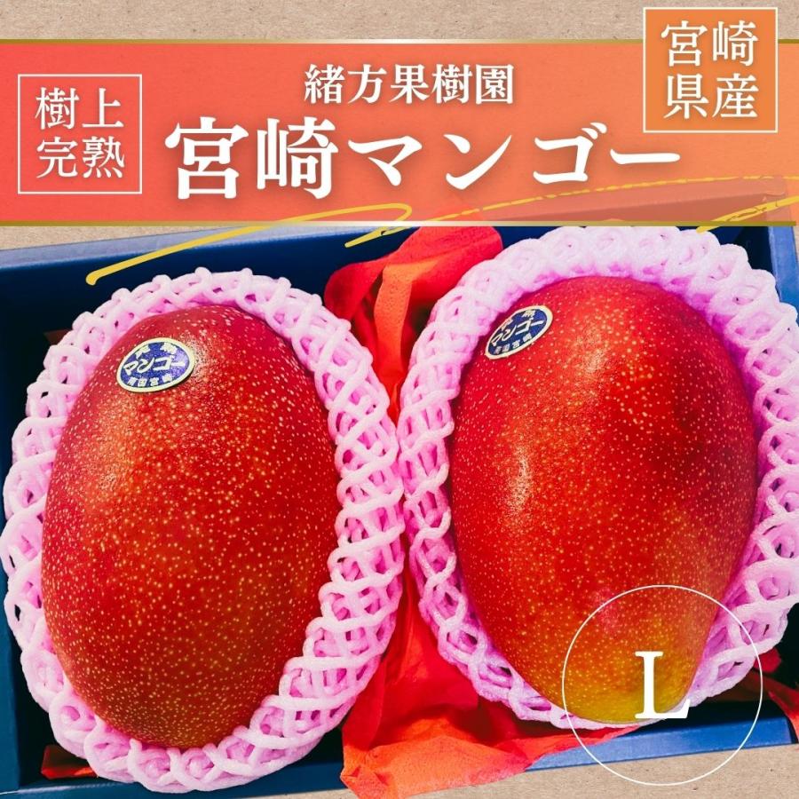 マンゴー 【緒方果樹園】 完熟マンゴー L 2個 620g 贈答用 宮崎