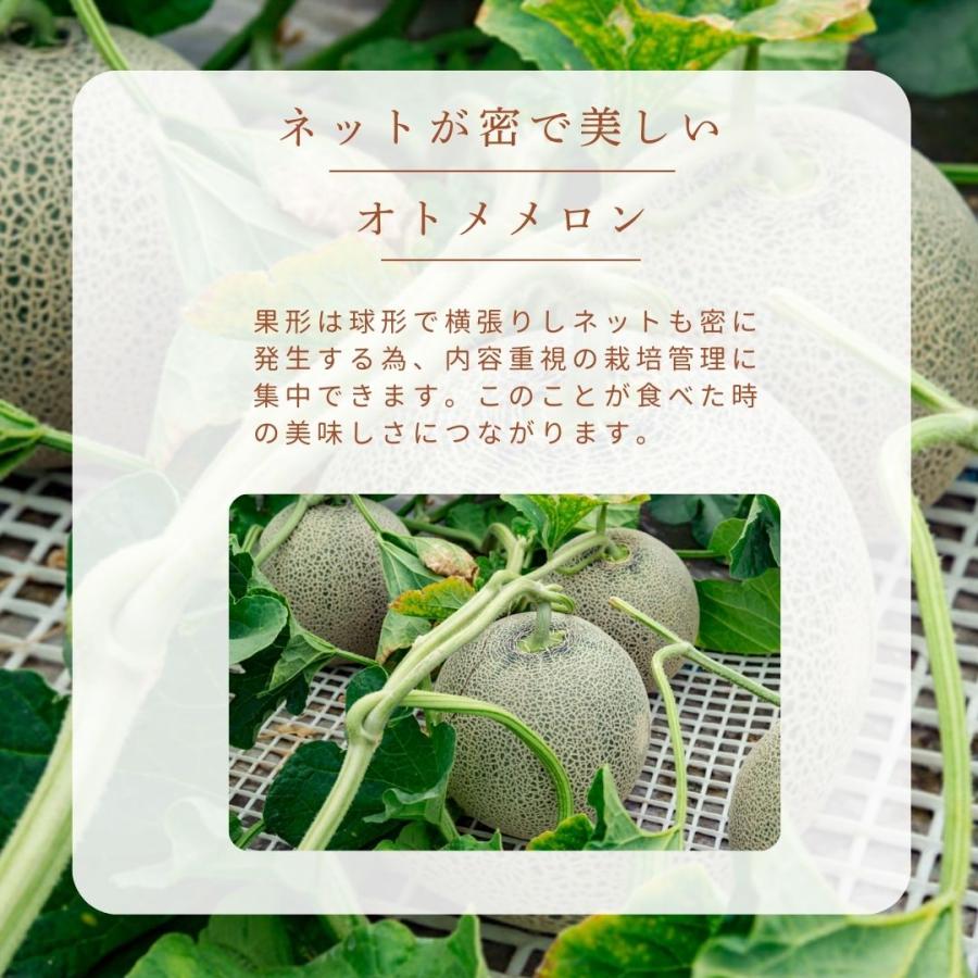メロン 【OTM出荷組合】 オトメメロン 5玉 2L 糖度15度以上 贈答用 母 